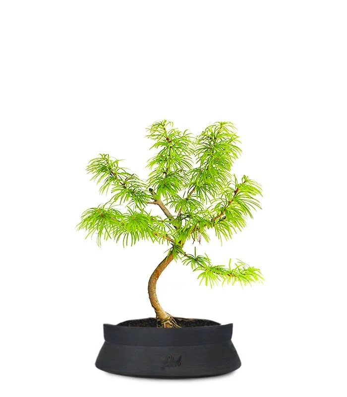 Pseudolarix S