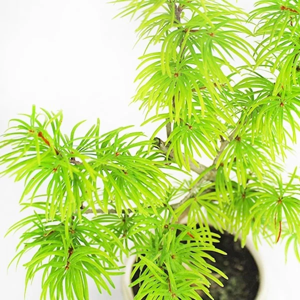 Pseudolarix S