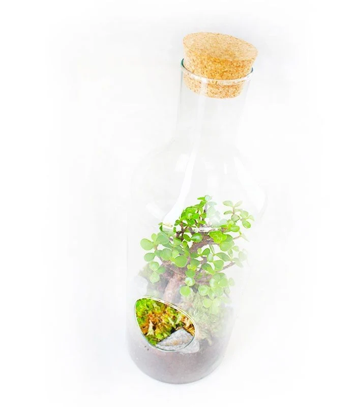 Crassula in terrarium