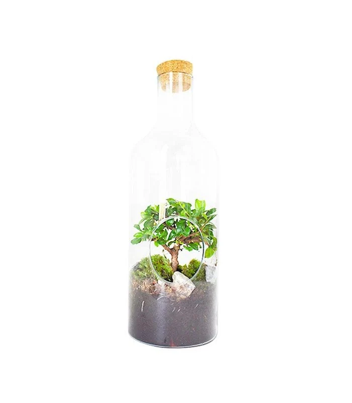 Carmona bonsai in terrarium