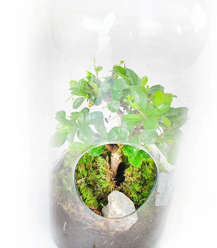 Carmona bonsai in terrarium