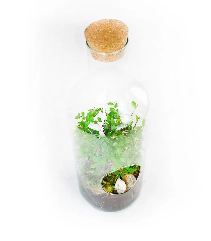 Olmo bonsai in terrarium