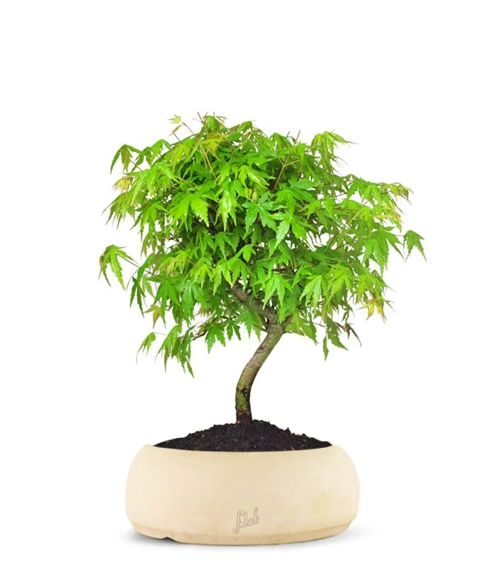 Acero Verde M