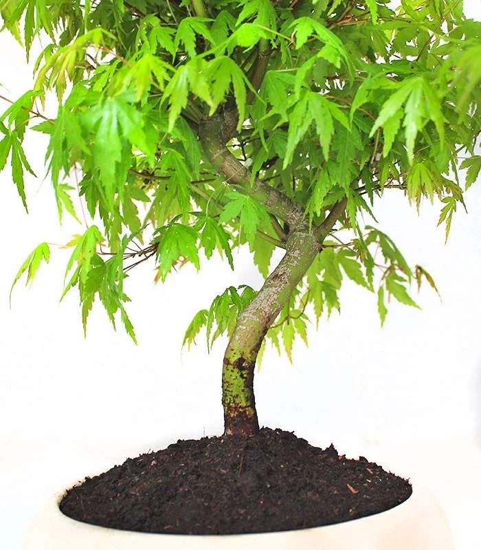 Acero Verde M