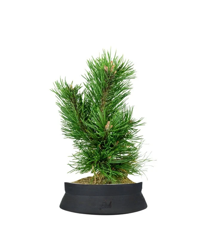 Pino Mugo Bonsai