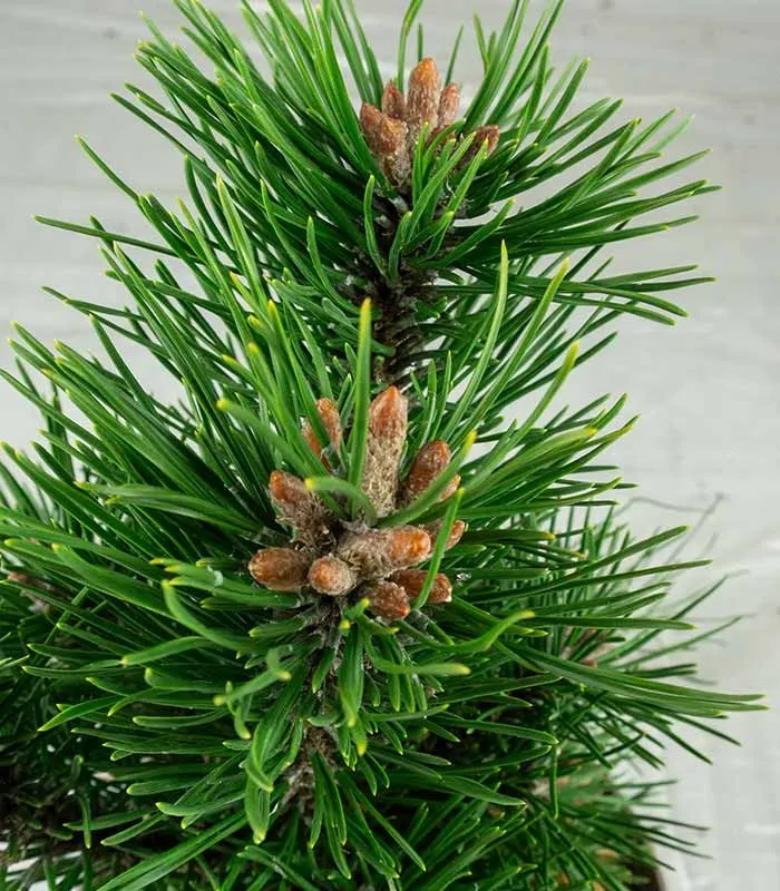Pino Mugo Bonsai