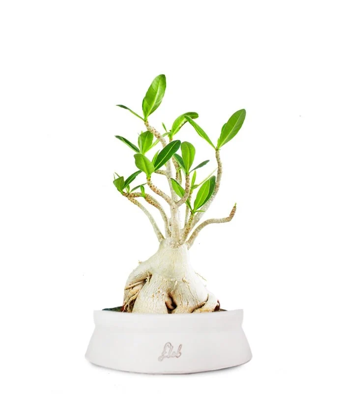 Adenium Arabicum
