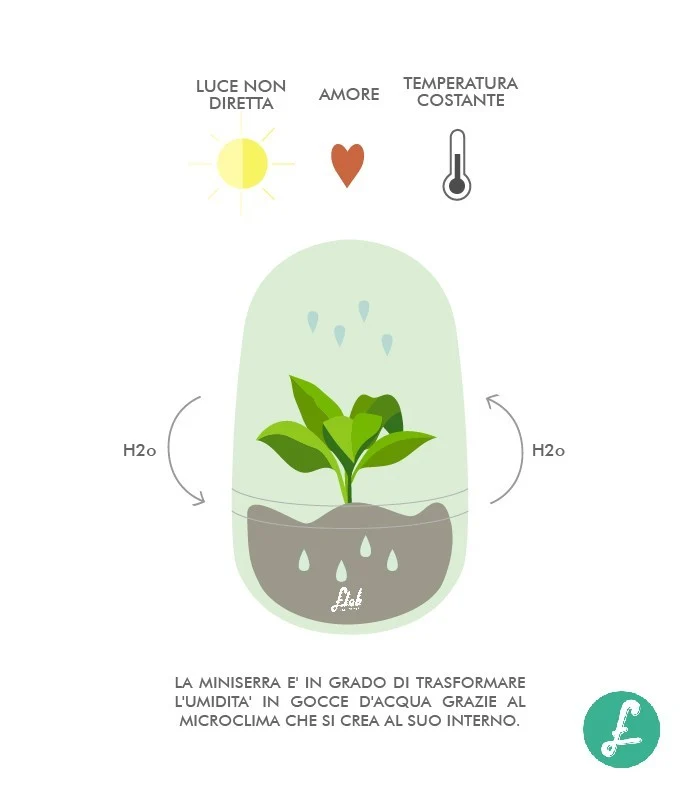 Calathea uovo in vetro