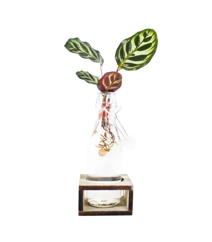 Calathea idroponica con supporto in legno