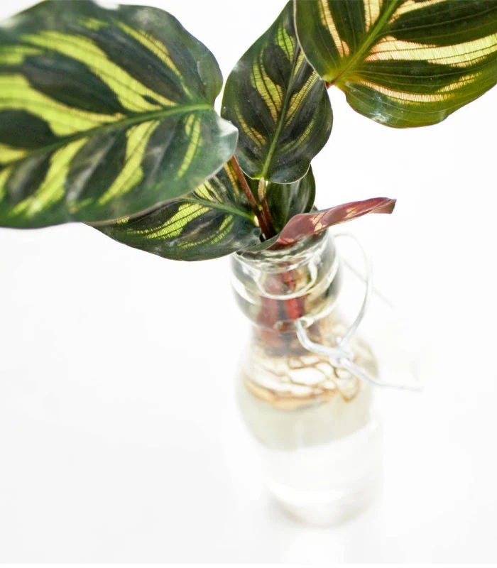 Calathea idroponica con supporto in legno