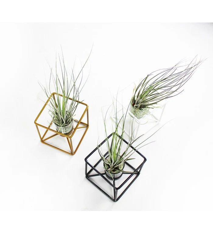 Tillandsia con supporto colore bronzo