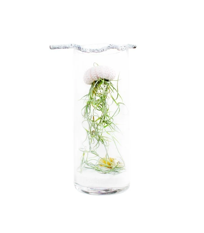 Tillandsia in vetro medusa