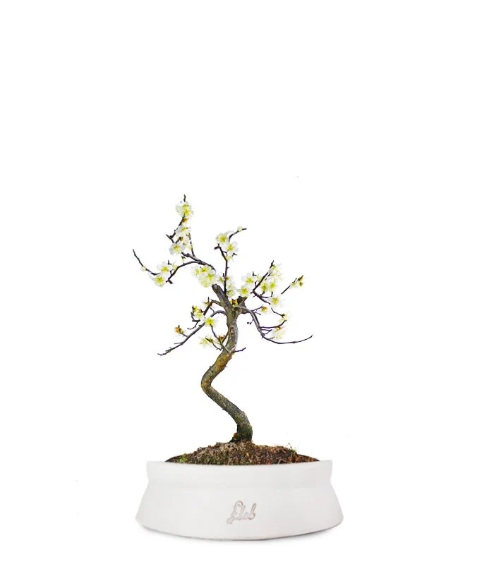 Prunus bonsai Giapponese fiore bianco S