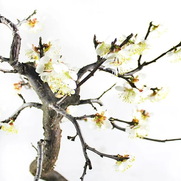 Prunus bonsai Giapponese fiore bianco S