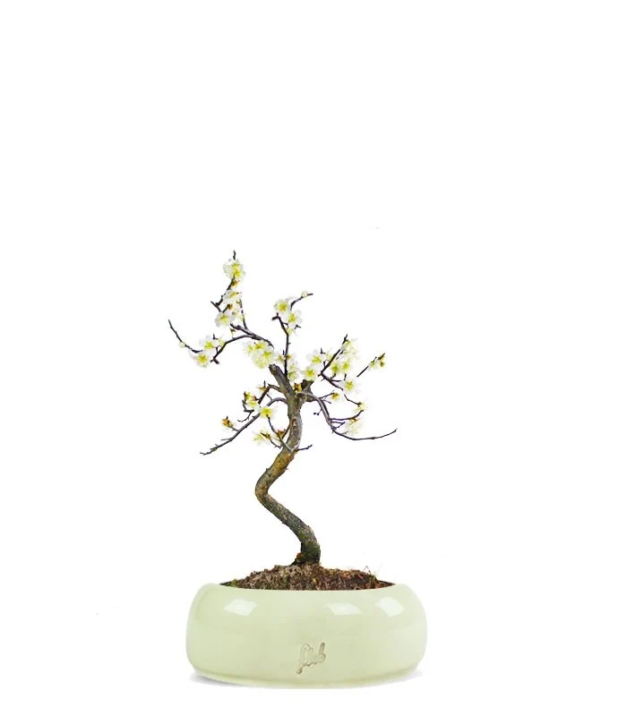 Prunus bonsai Giapponese fiore bianco S