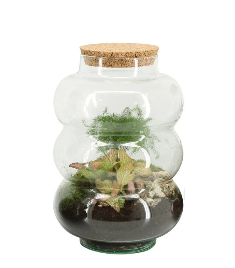 Asparagina in vetro con fittonia
