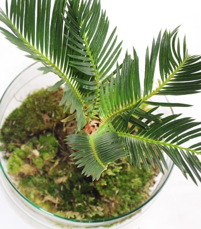 Pianta di cycas in Vetro