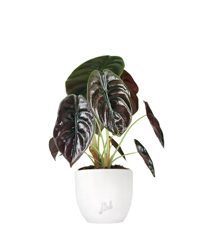 Alocasia Red Secret