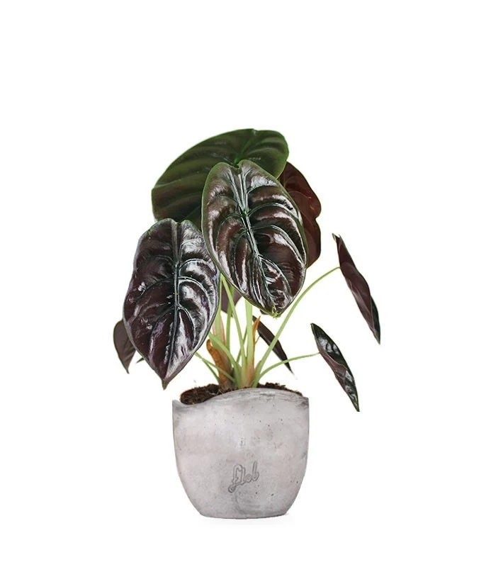 Alocasia Red Secret