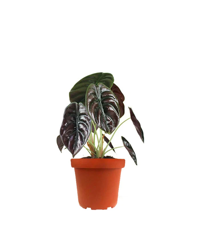 Alocasia Red Secret