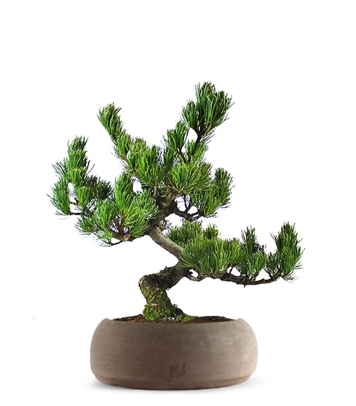 Pino Pentaphilla Giapponese