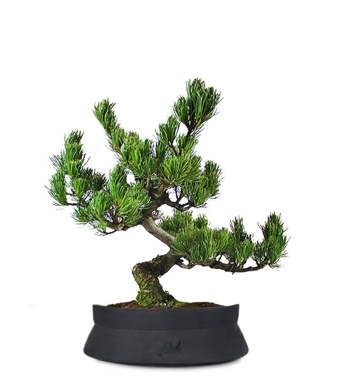 Pino Pentaphilla Giapponese