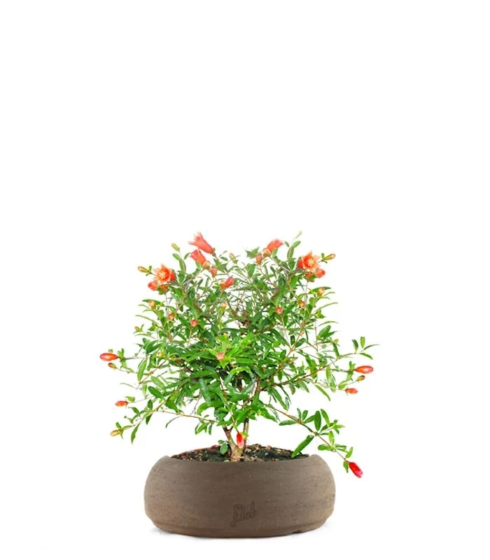 Melograno Nano
