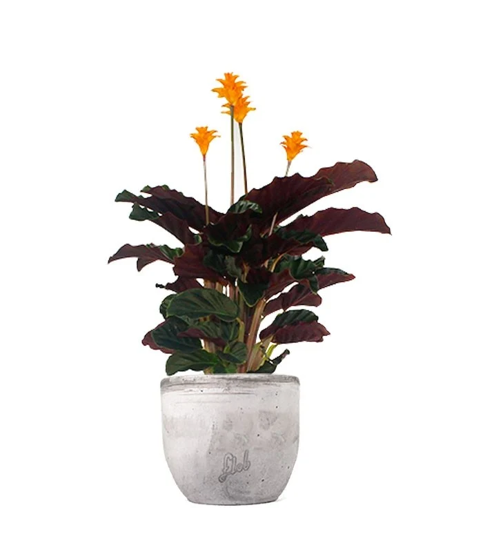 Calathea Crocata