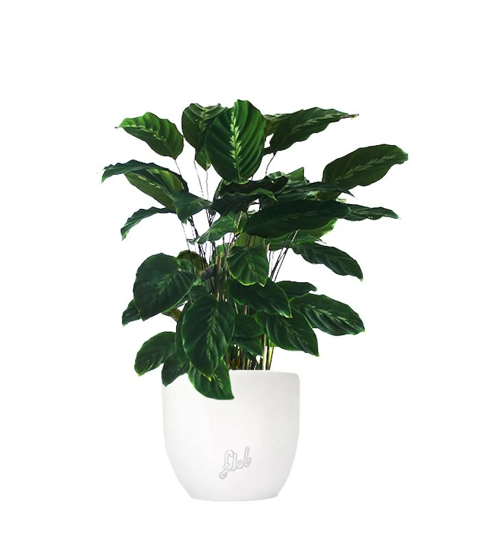 Calathea undulata 'Maui Queen'