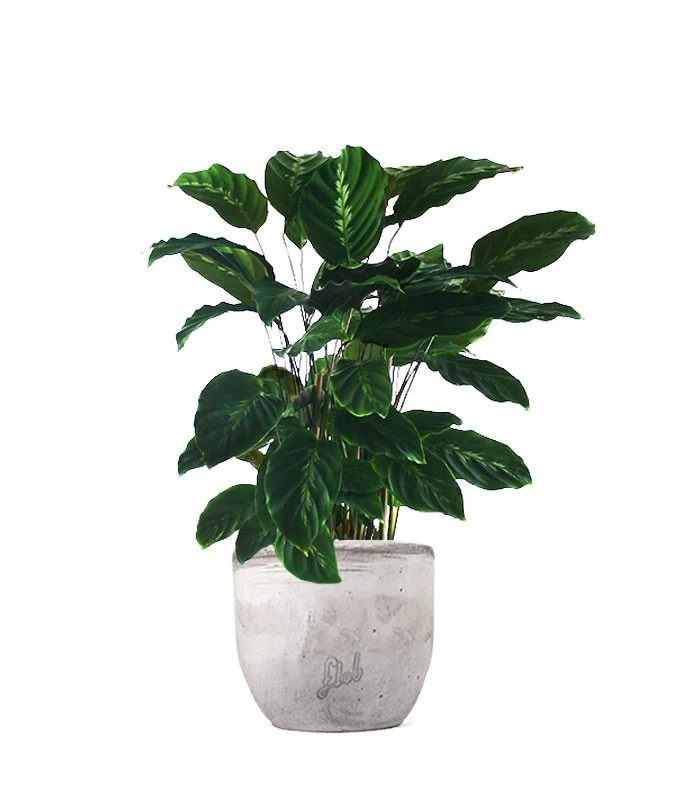 Calathea undulata 'Maui Queen'