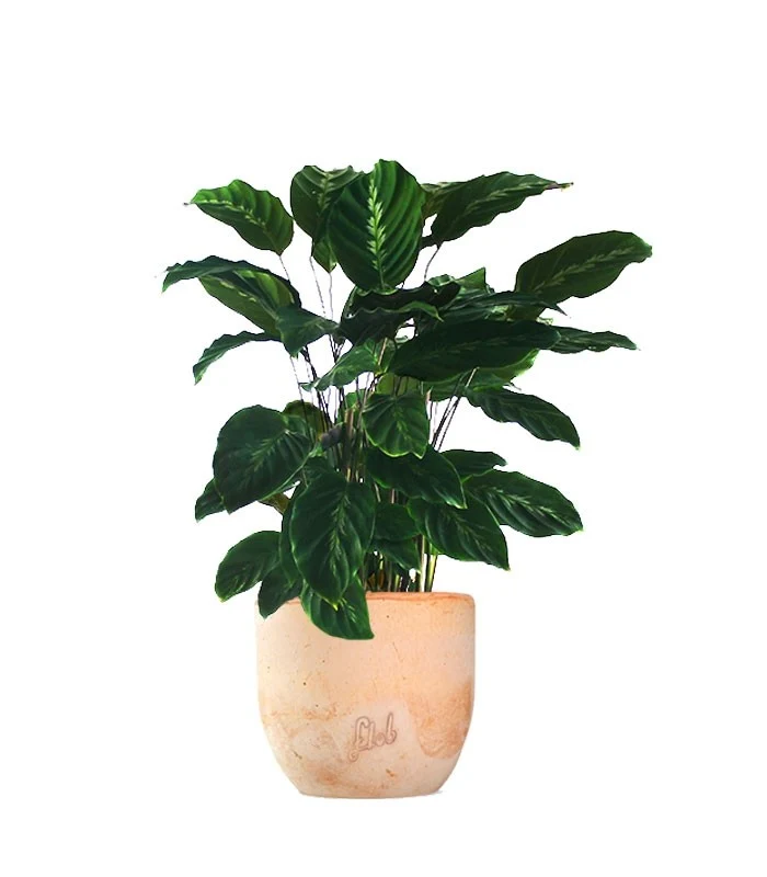 Calathea undulata 'Maui Queen'