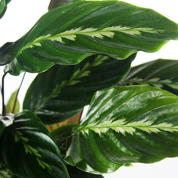 Calathea undulata 'Maui Queen'