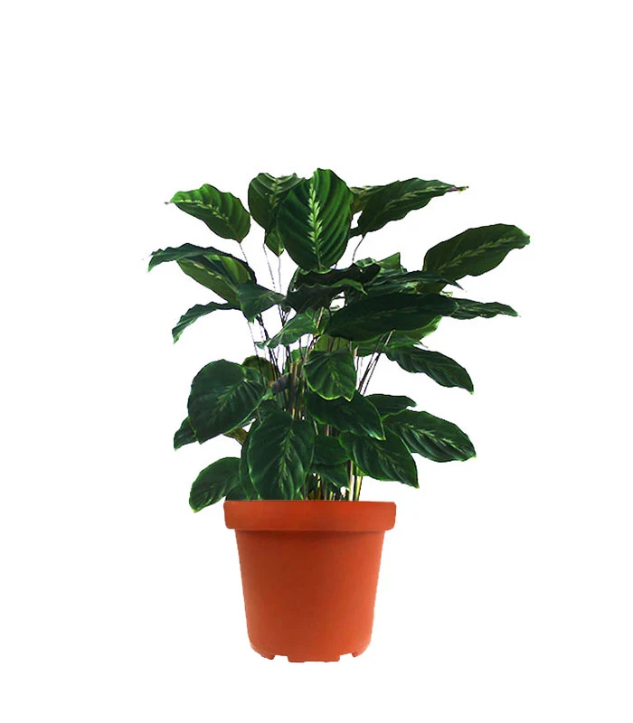 Calathea undulata 'Maui Queen'