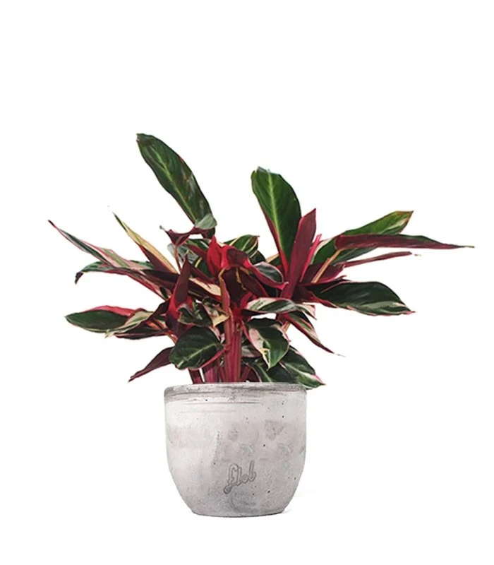 Calathea Triostar
