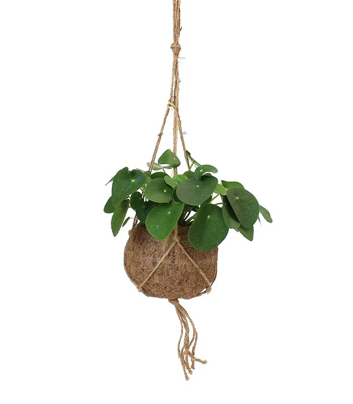 Pilea | pianta delle monete in fibra di cocco