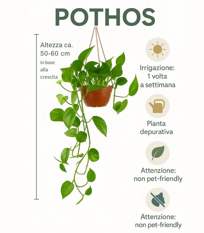 Pothos