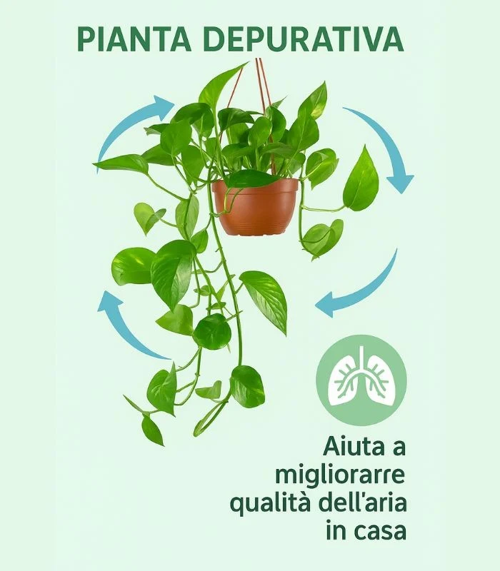 Pothos