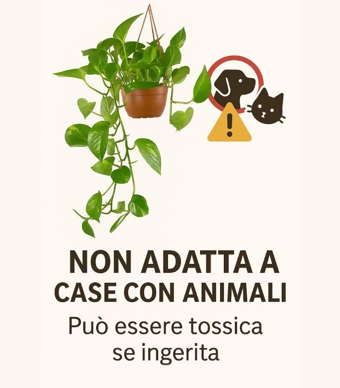 Pothos