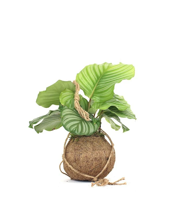 Calathea orbifolia in fibra di cocco
