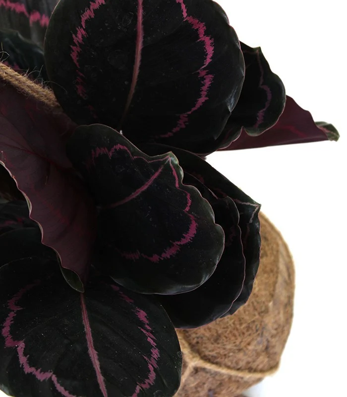 Calathea dottie in fibra di cocco