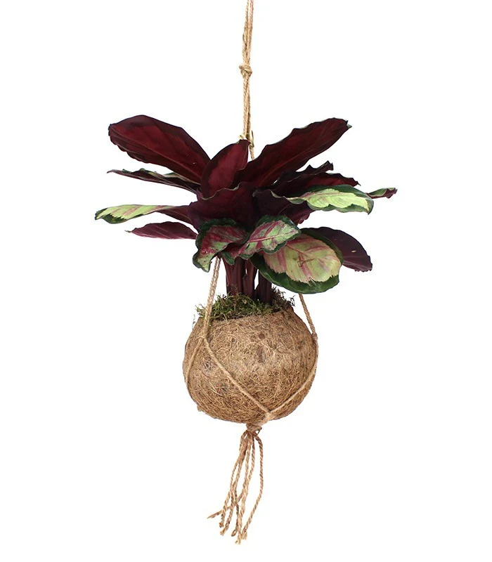 Calathea in fibra di cocco