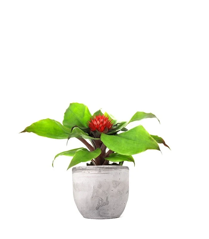 Aechmea Fasciata