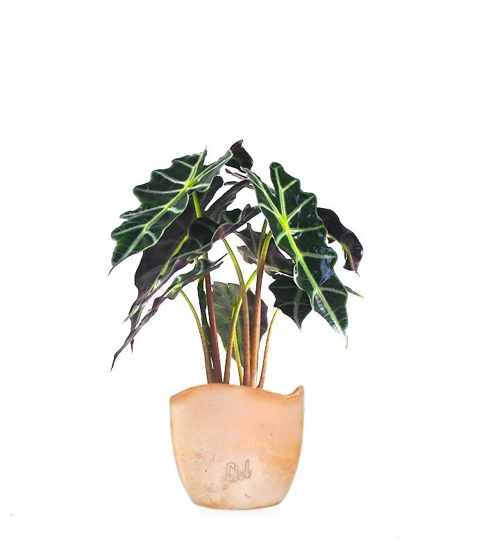 Alocasia