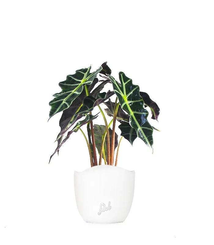 Alocasia