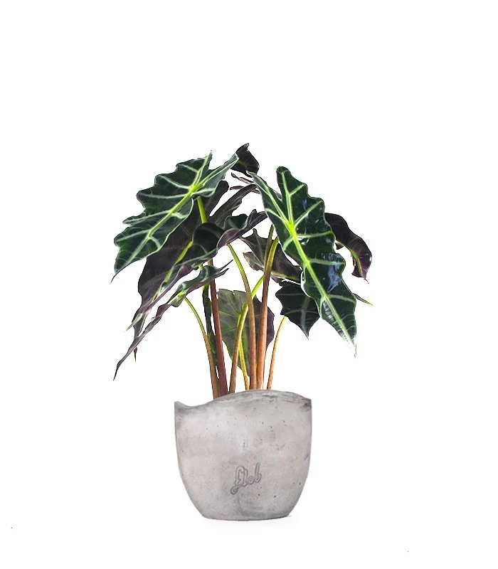 Alocasia