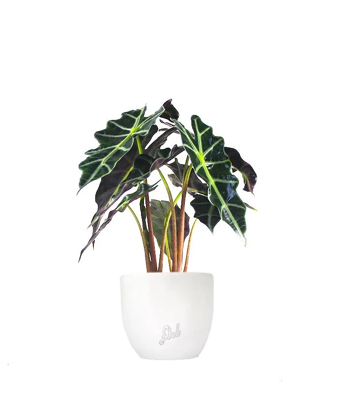 Alocasia