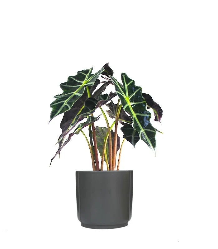 Alocasia
