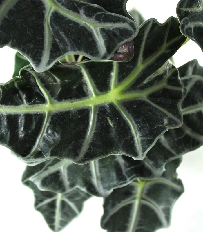 Alocasia