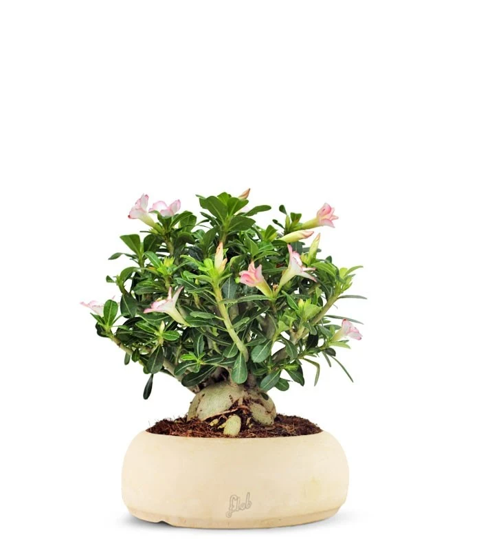 Adenium Obesum | rosa del deserto