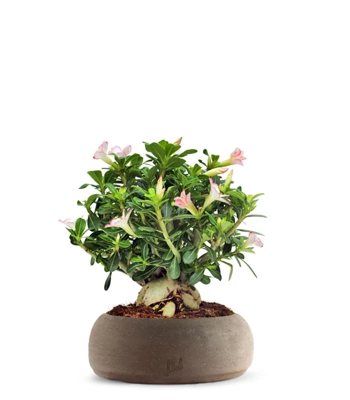 Adenium Obesum | rosa del deserto